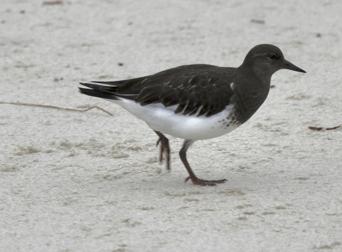 Black Turnstone - ML624012266