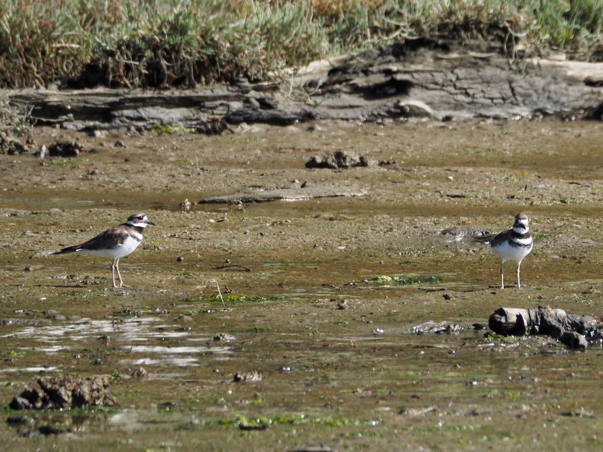 Killdeer - Wendy Feltham