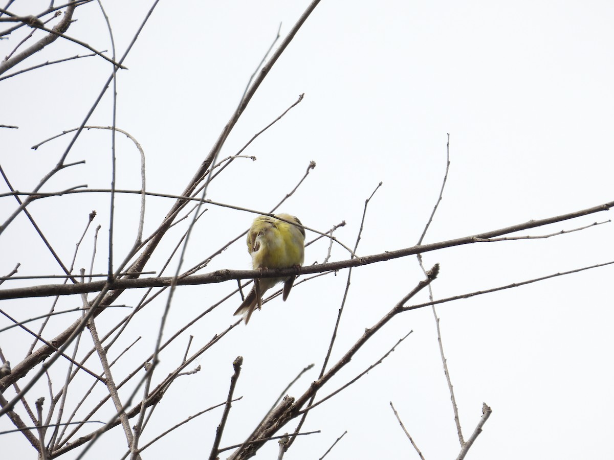 American Goldfinch - ML624012304