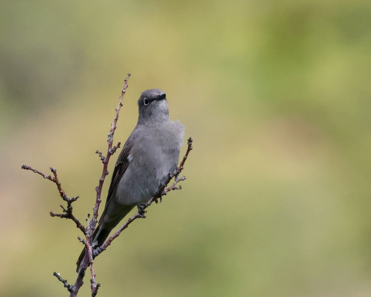 Townsend's Solitaire - ML624012313