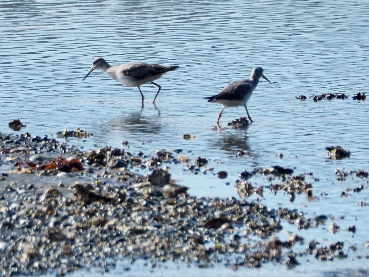 Greater Yellowlegs - ML624012315