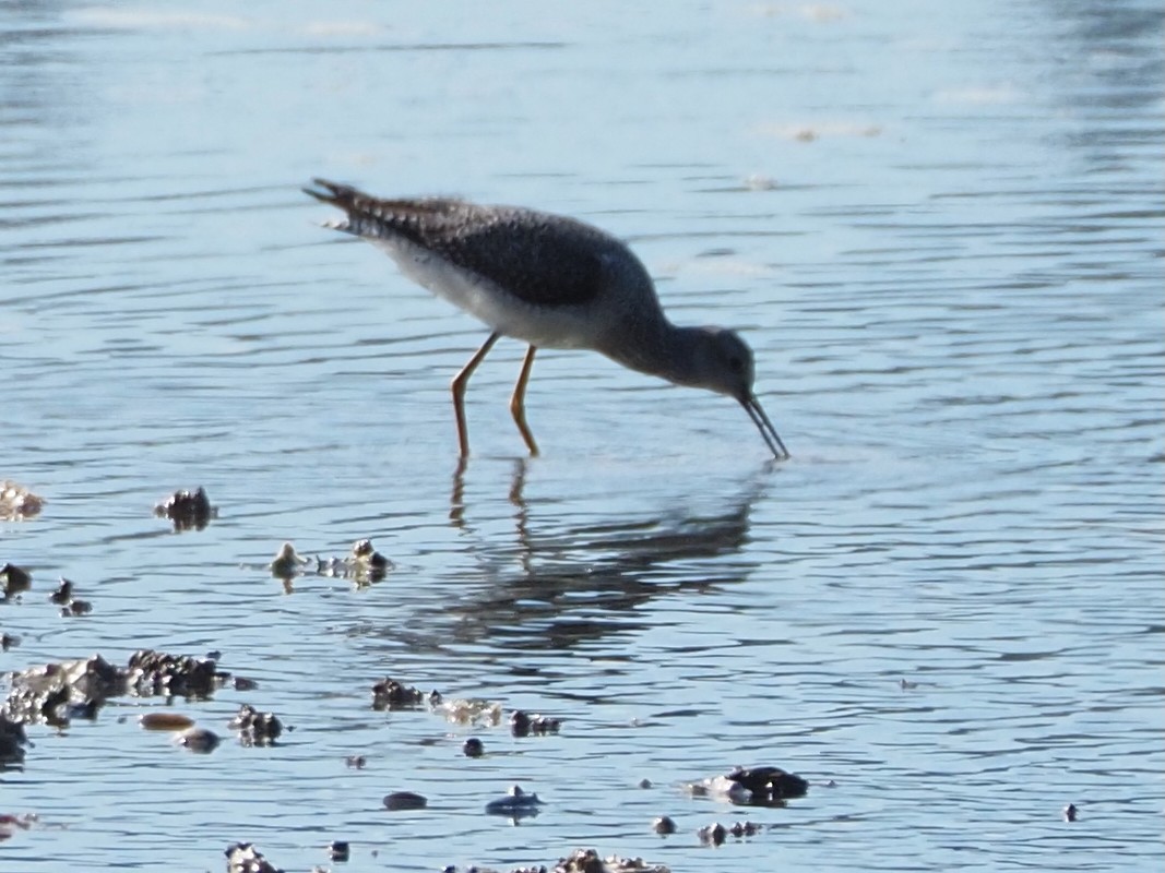 Greater Yellowlegs - ML624012316