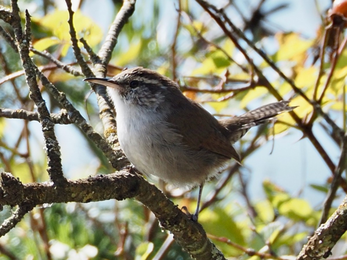 Bewick's Wren - ML624012343