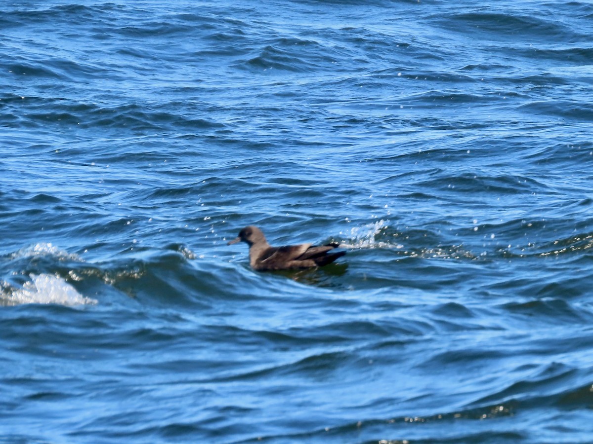 Sooty Shearwater - ML624012347