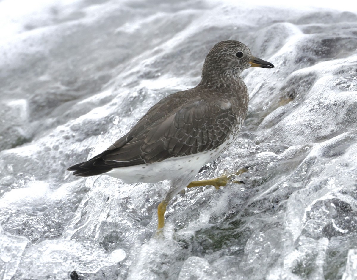 Surfbird - ML624012357