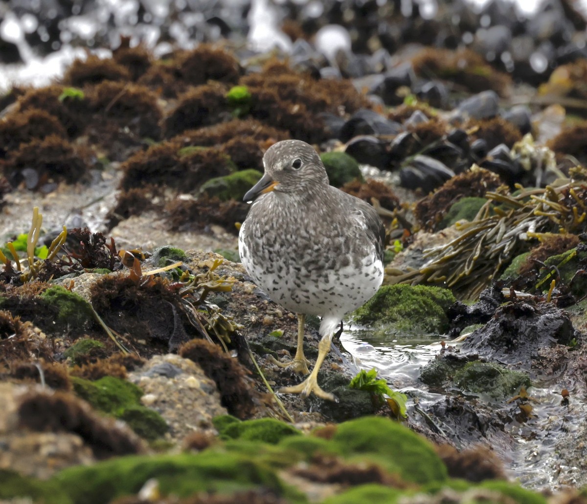 Surfbird - ML624012364