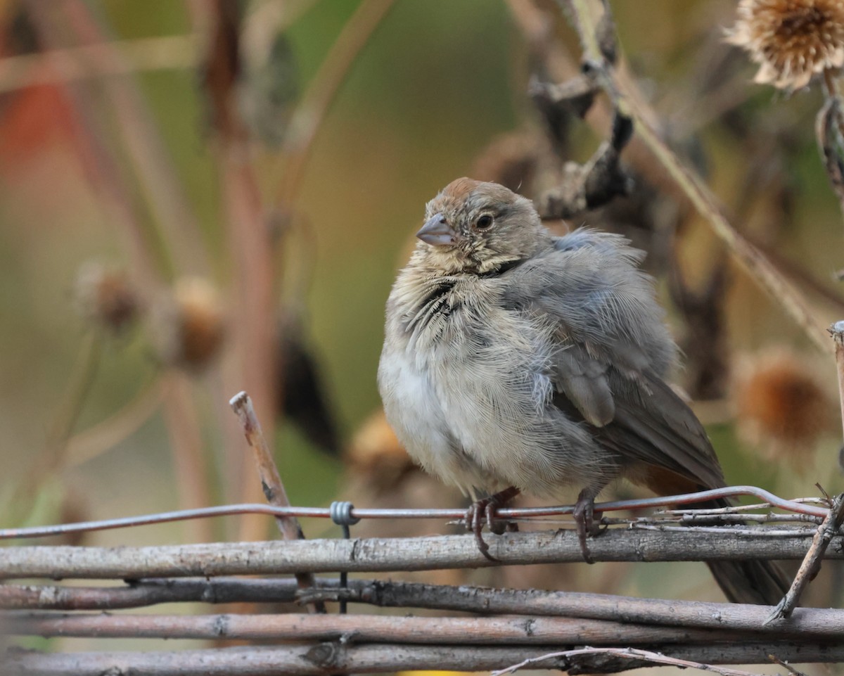 Canyon Towhee - ML624012368