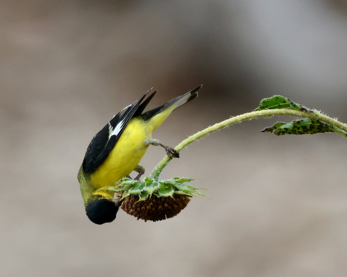 Lesser Goldfinch - ML624012389