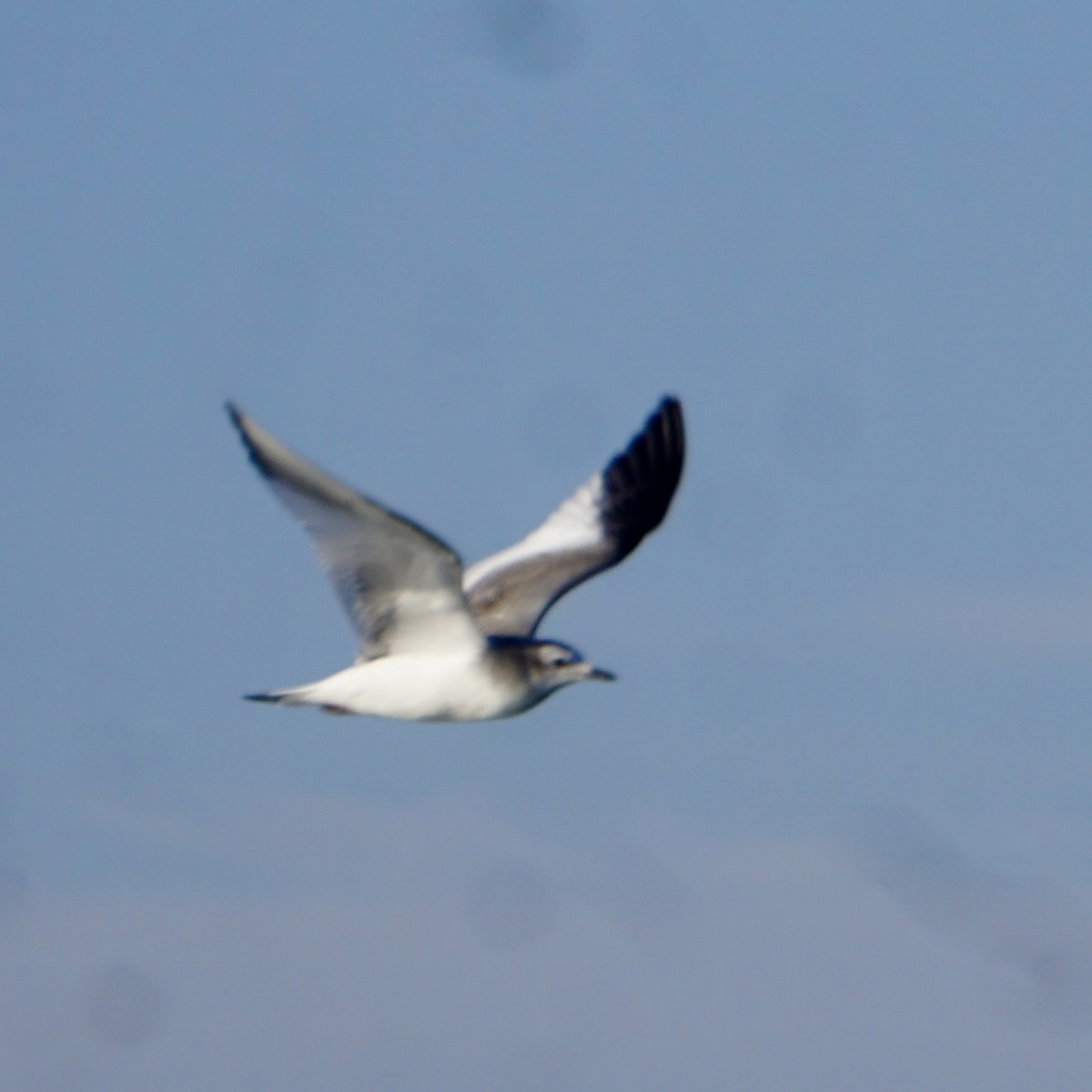 Mouette de Sabine - ML624012397