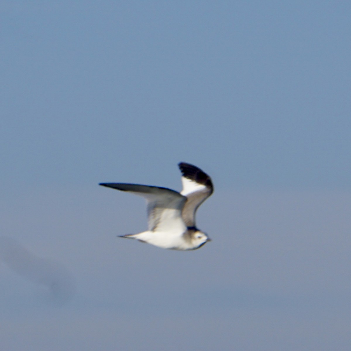 Mouette de Sabine - ML624012398