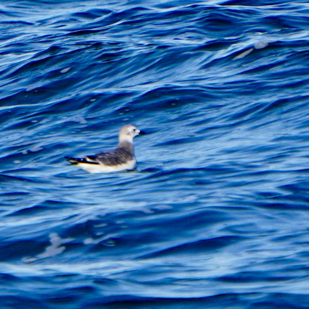 Mouette de Sabine - ML624012399