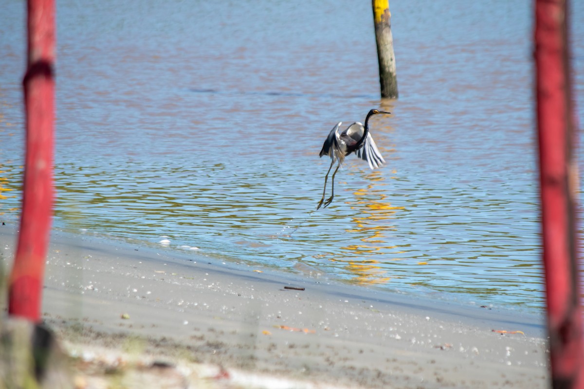 Tricolored Heron - ML624012400