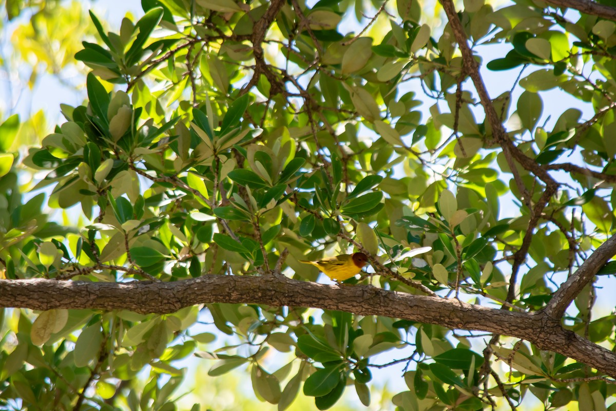 Yellow Warbler (Mangrove) - ML624012429