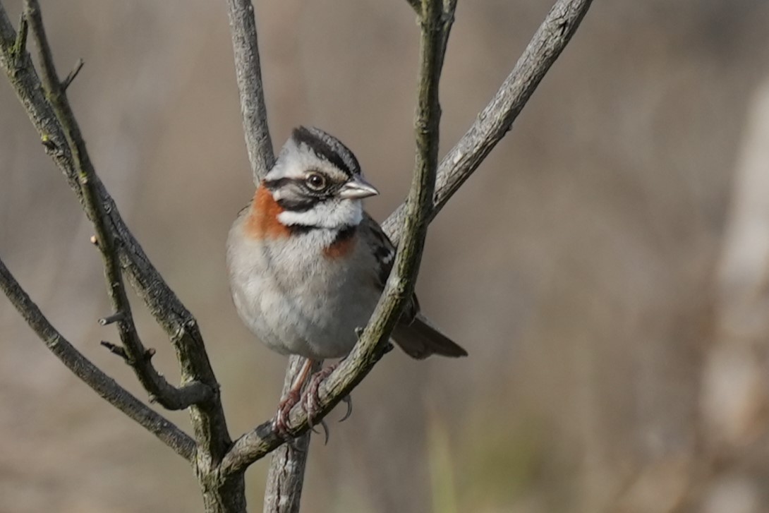 Rufous-collared Sparrow - Jorge Blackhall