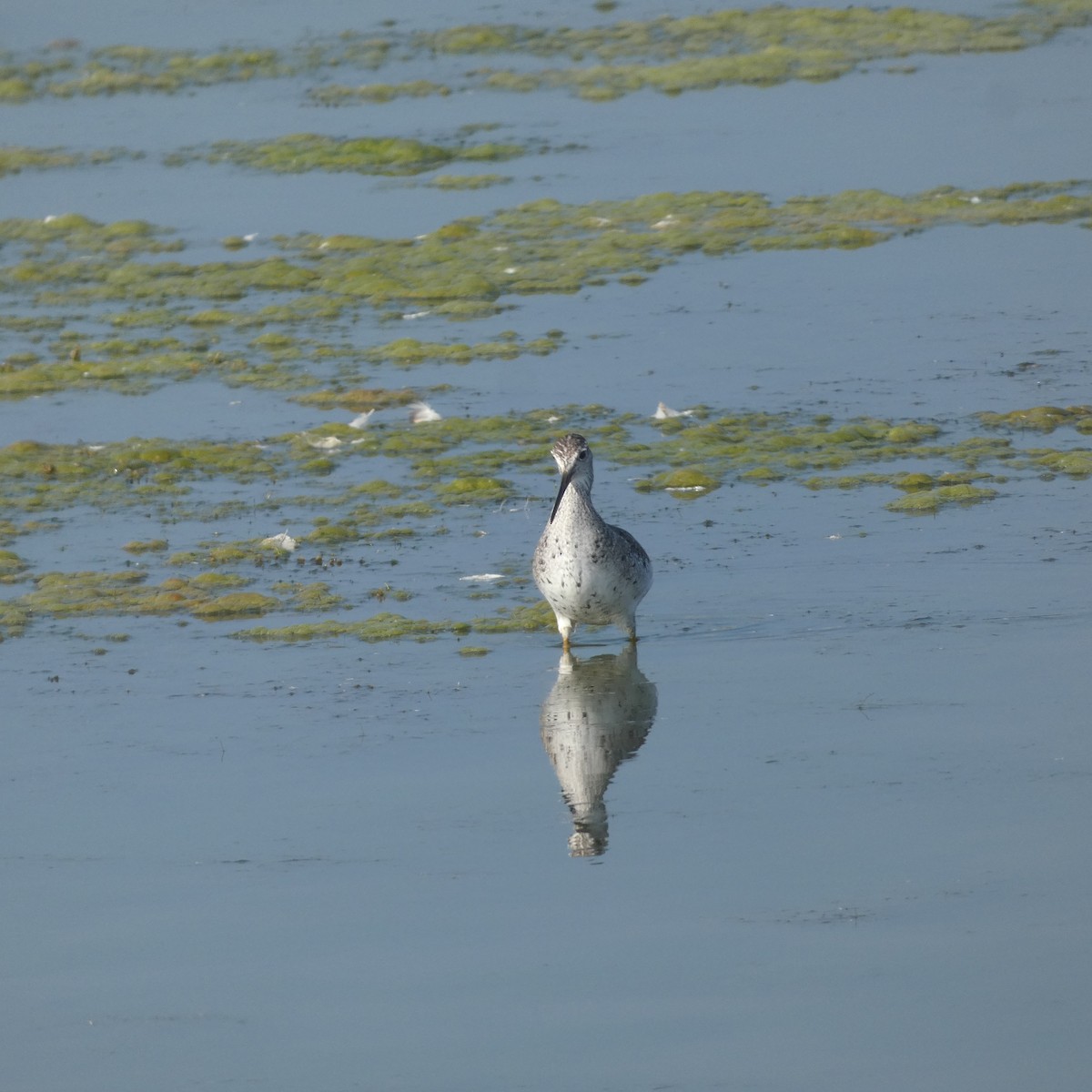 Greater Yellowlegs - Derek Dunnett