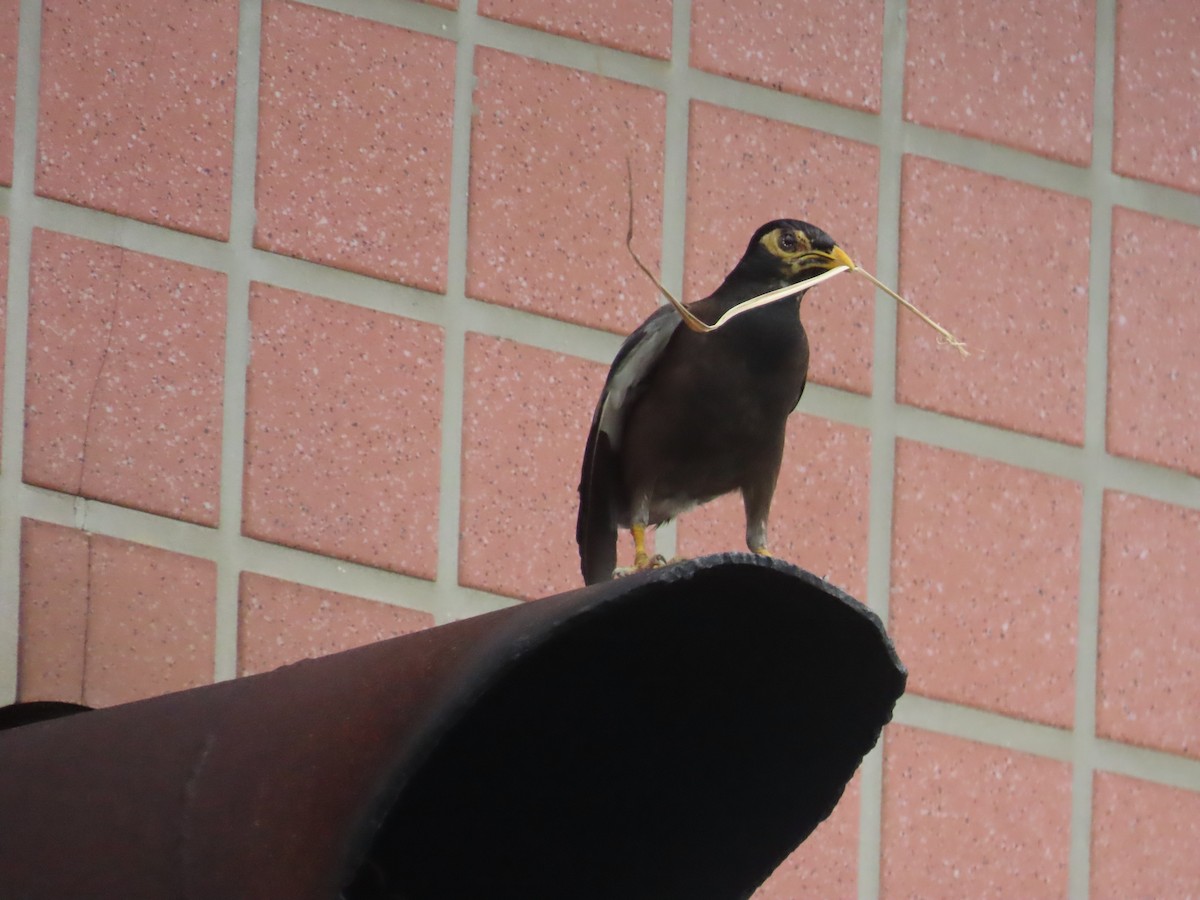 Common Myna - ML624012463