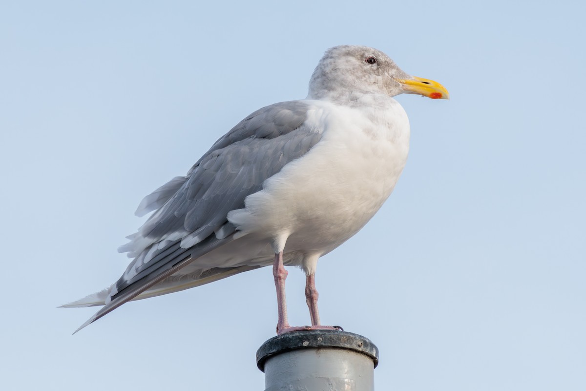 Gaviota de Bering - ML624012471