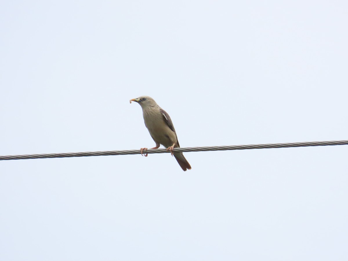 Chestnut-tailed Starling - ML624012473