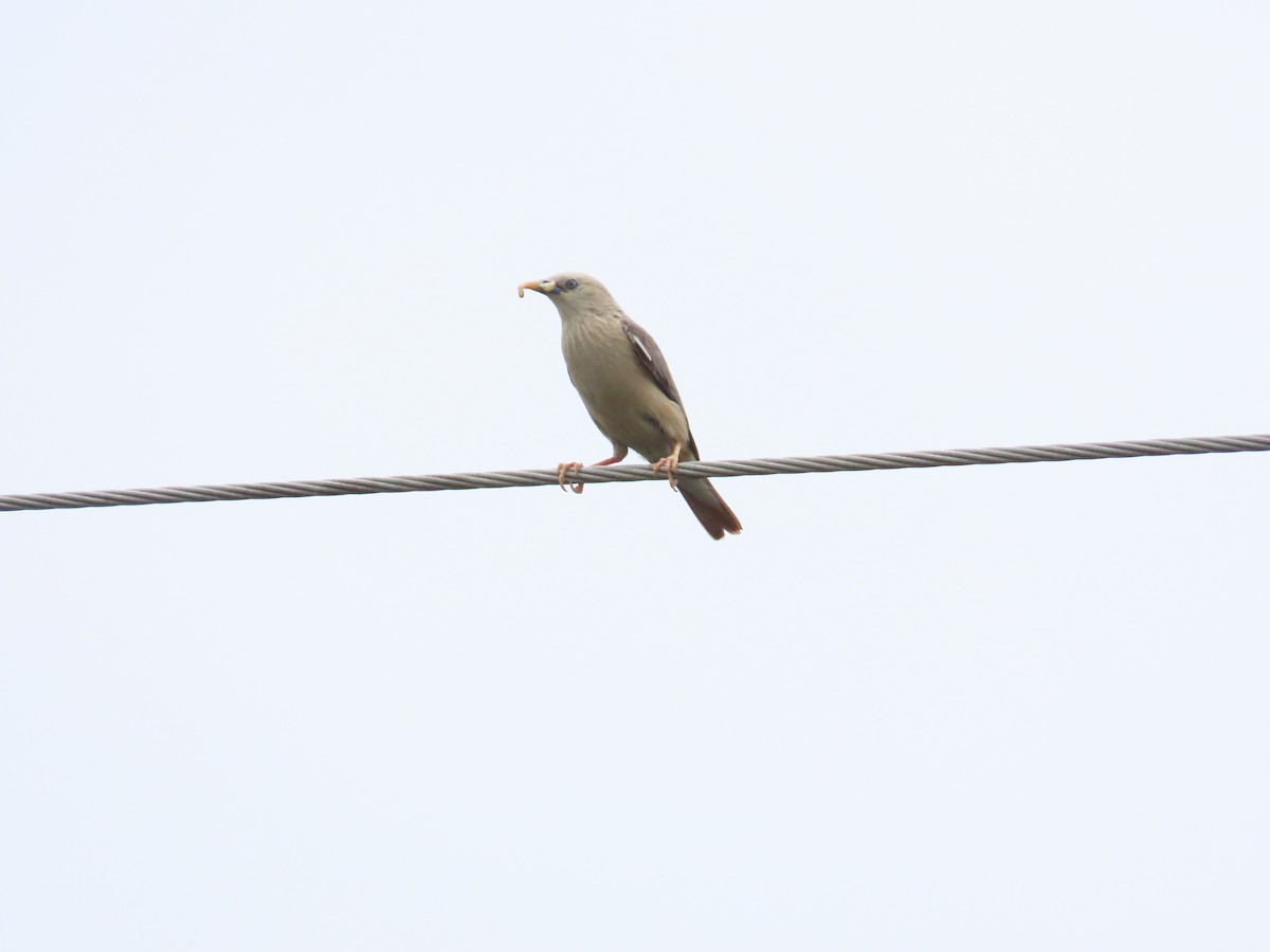 Chestnut-tailed Starling - ML624012474