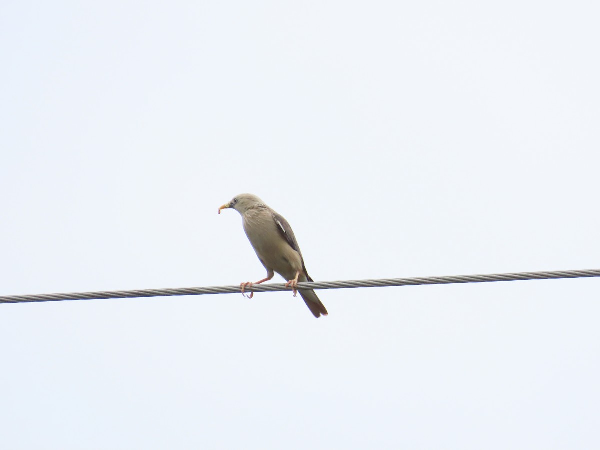 Chestnut-tailed Starling - ML624012475