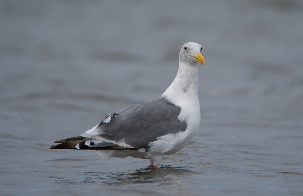 Western Gull - Alan Luken