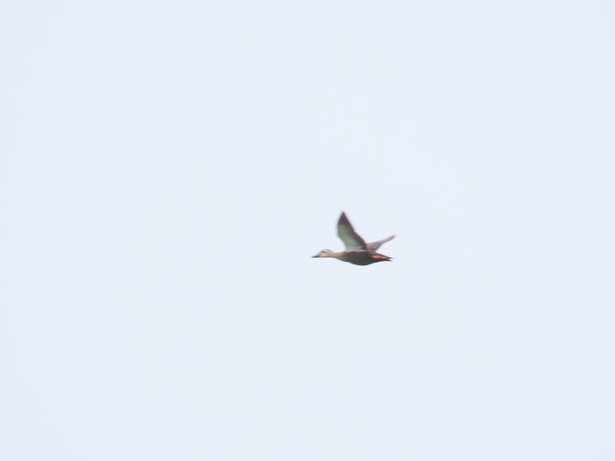 Eastern Spot-billed Duck - ML624012482