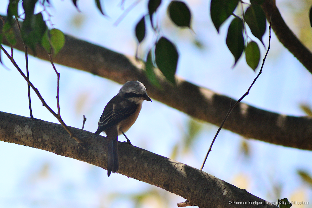 Brown Shrike (Philippine) - ML624012486