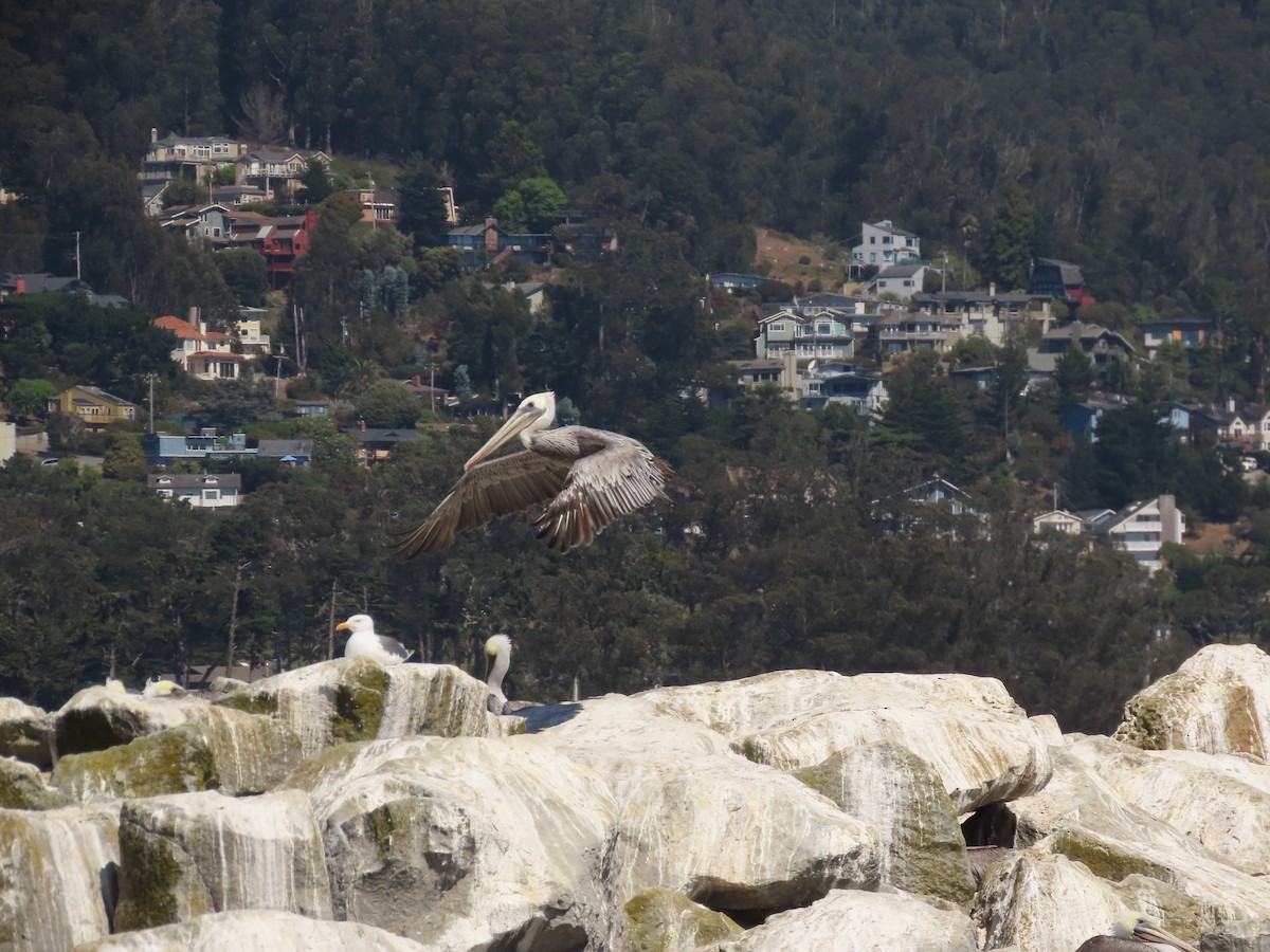 Brown Pelican (California) - Susan Cole