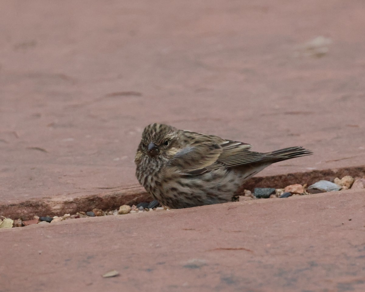 Cassin's Finch - ML624012502