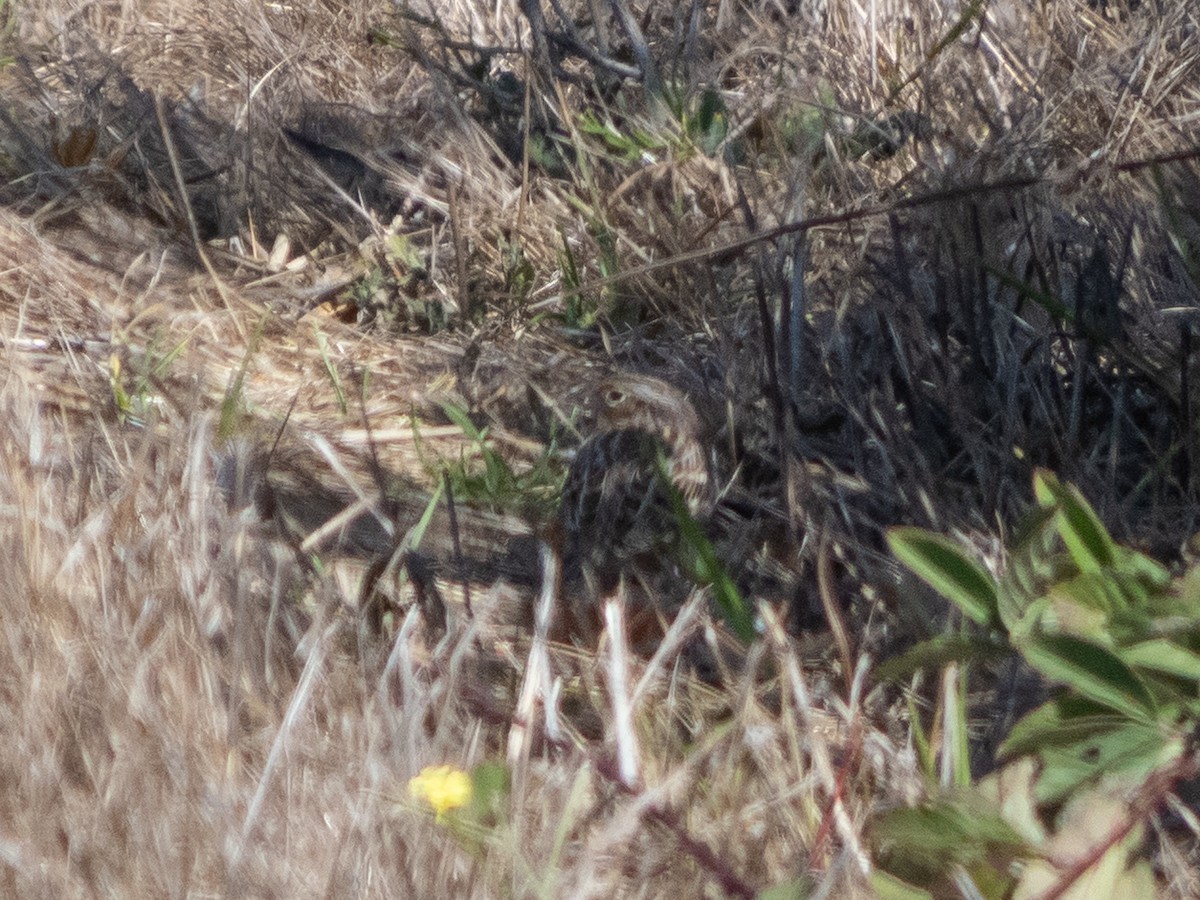 Grasshopper Sparrow - ML624012540