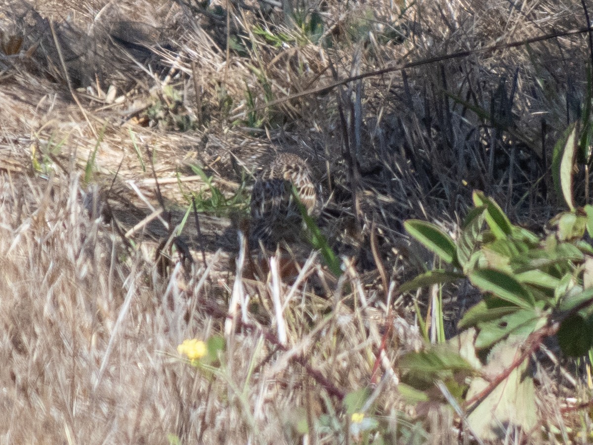 Grasshopper Sparrow - ML624012541