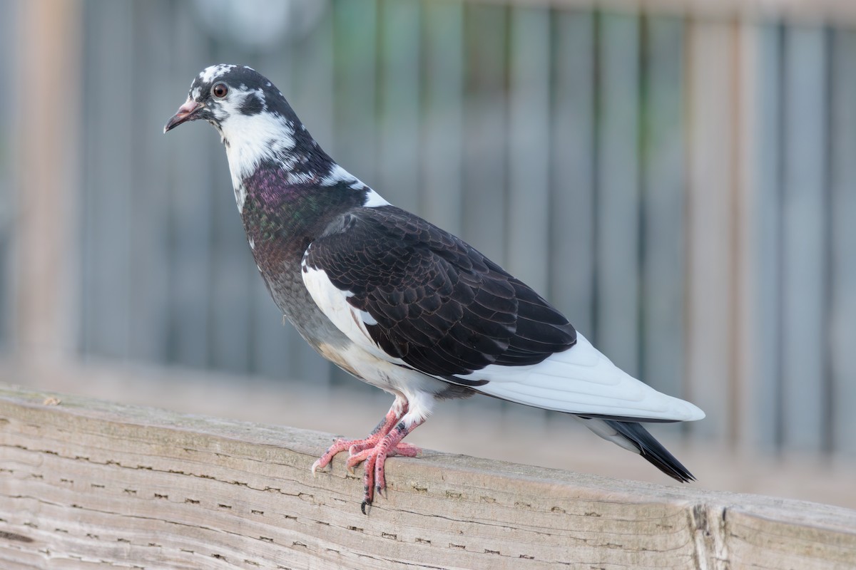 Rock Pigeon (Feral Pigeon) - ML624012548