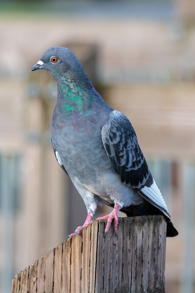 Rock Pigeon (Feral Pigeon) - ML624012549