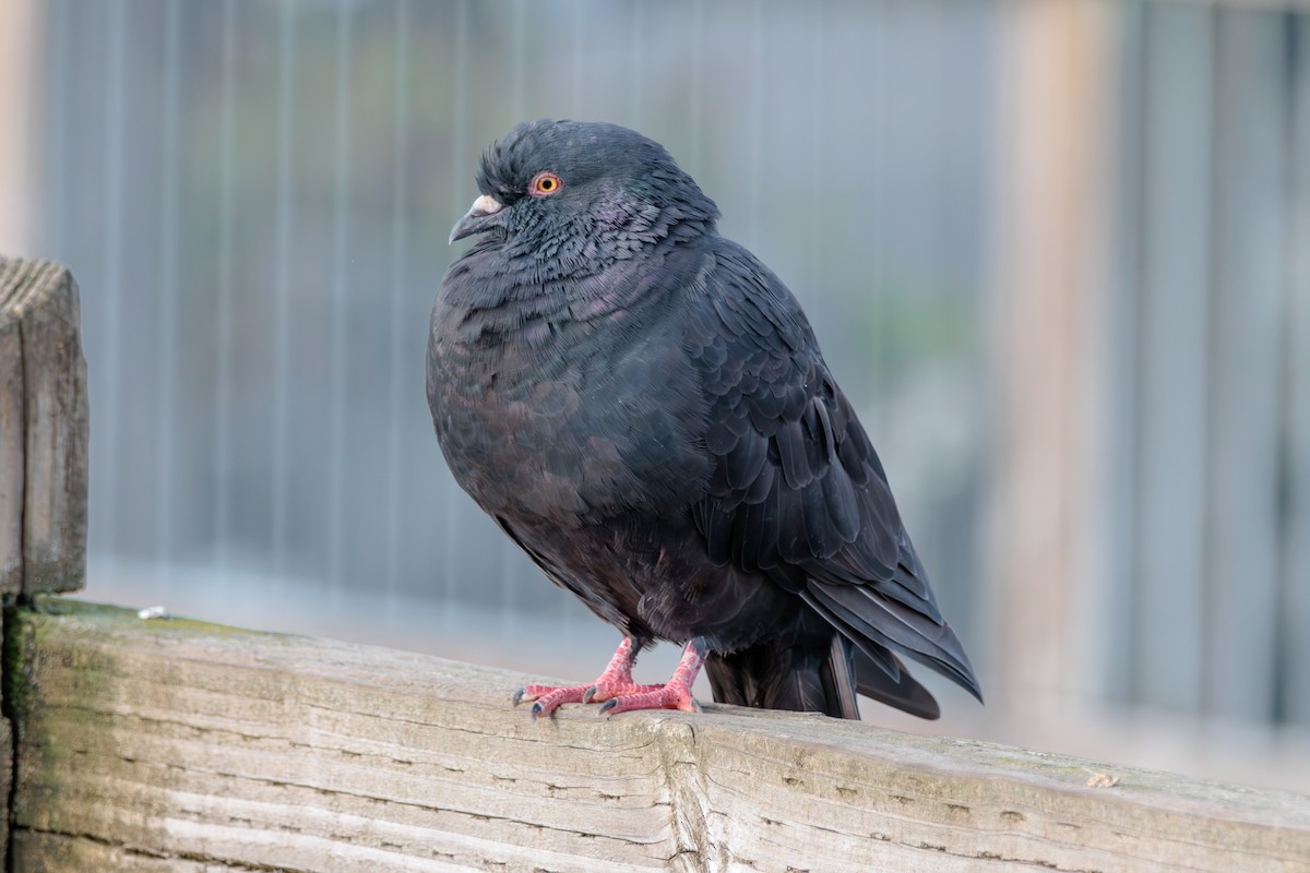 Rock Pigeon (Feral Pigeon) - ML624012550