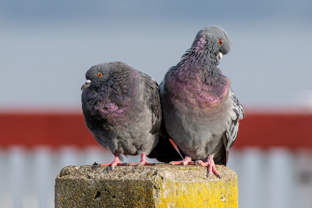 Rock Pigeon (Feral Pigeon) - ML624012551