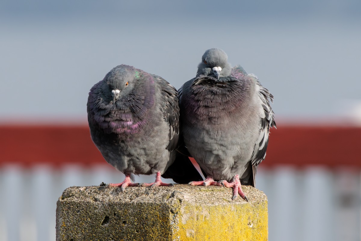 Rock Pigeon (Feral Pigeon) - ML624012552