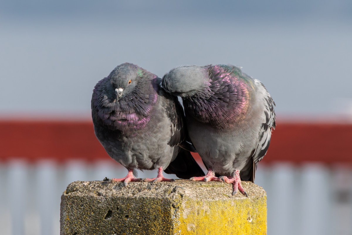 Rock Pigeon (Feral Pigeon) - ML624012553