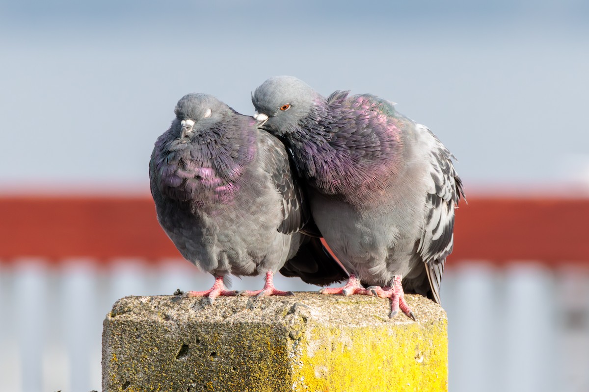 Rock Pigeon (Feral Pigeon) - ML624012554