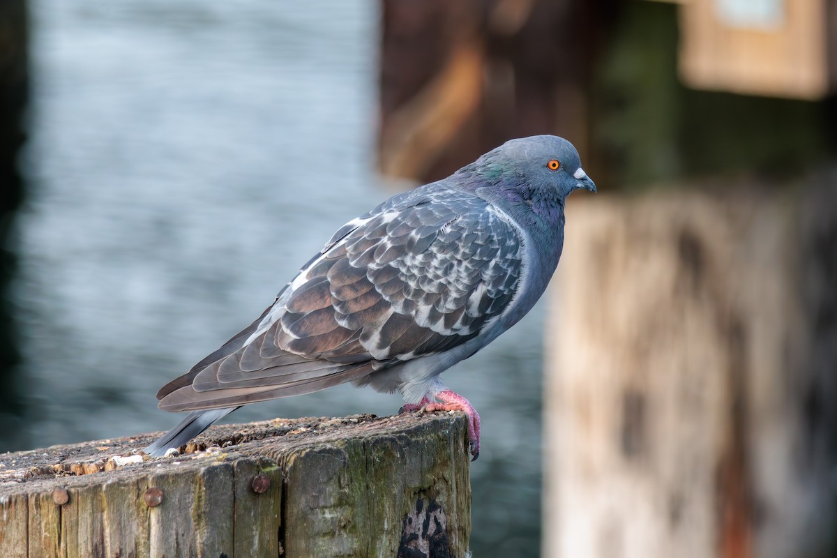 Rock Pigeon (Feral Pigeon) - ML624012555