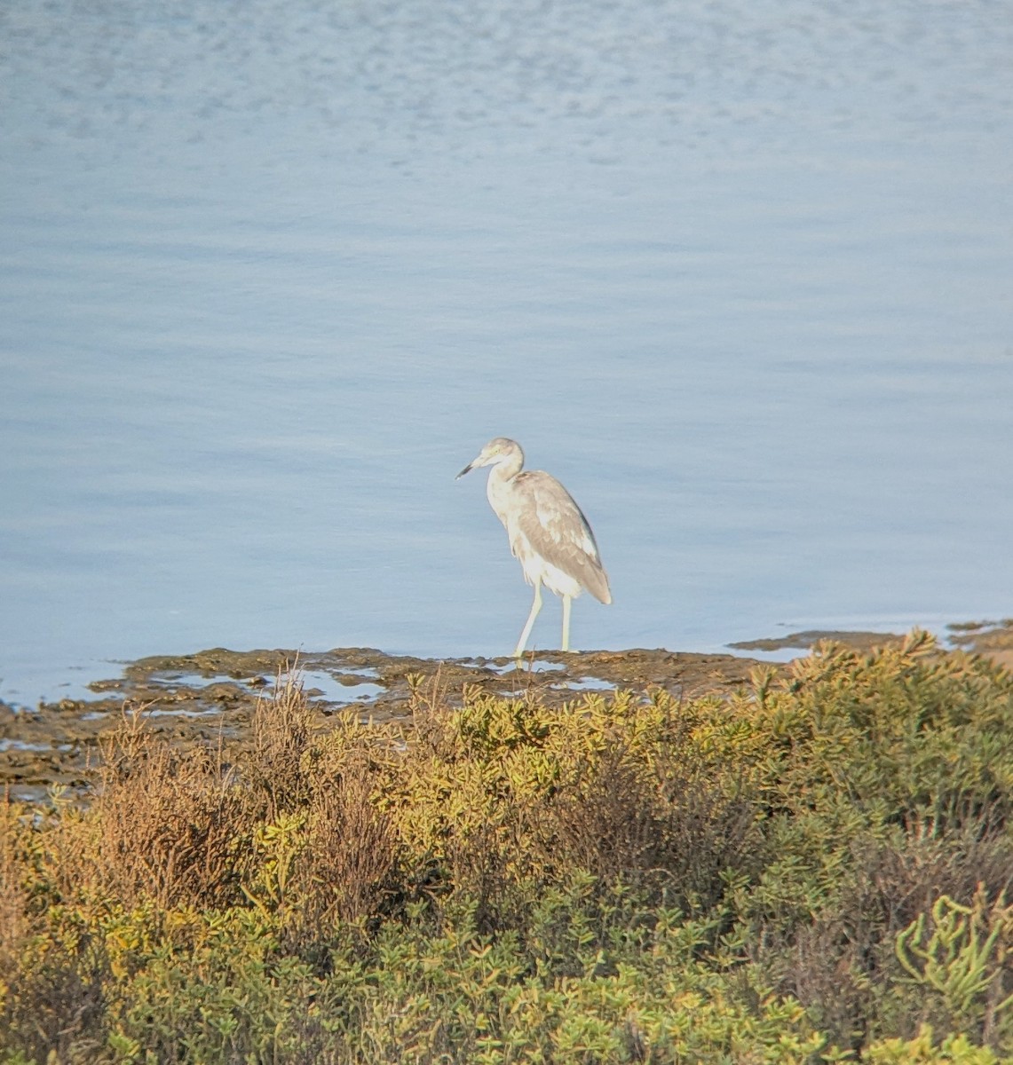 Little Blue Heron - ML624012569