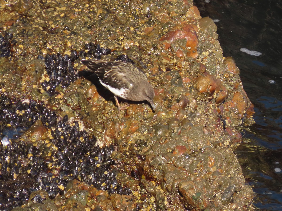 Black Turnstone - ML624012607