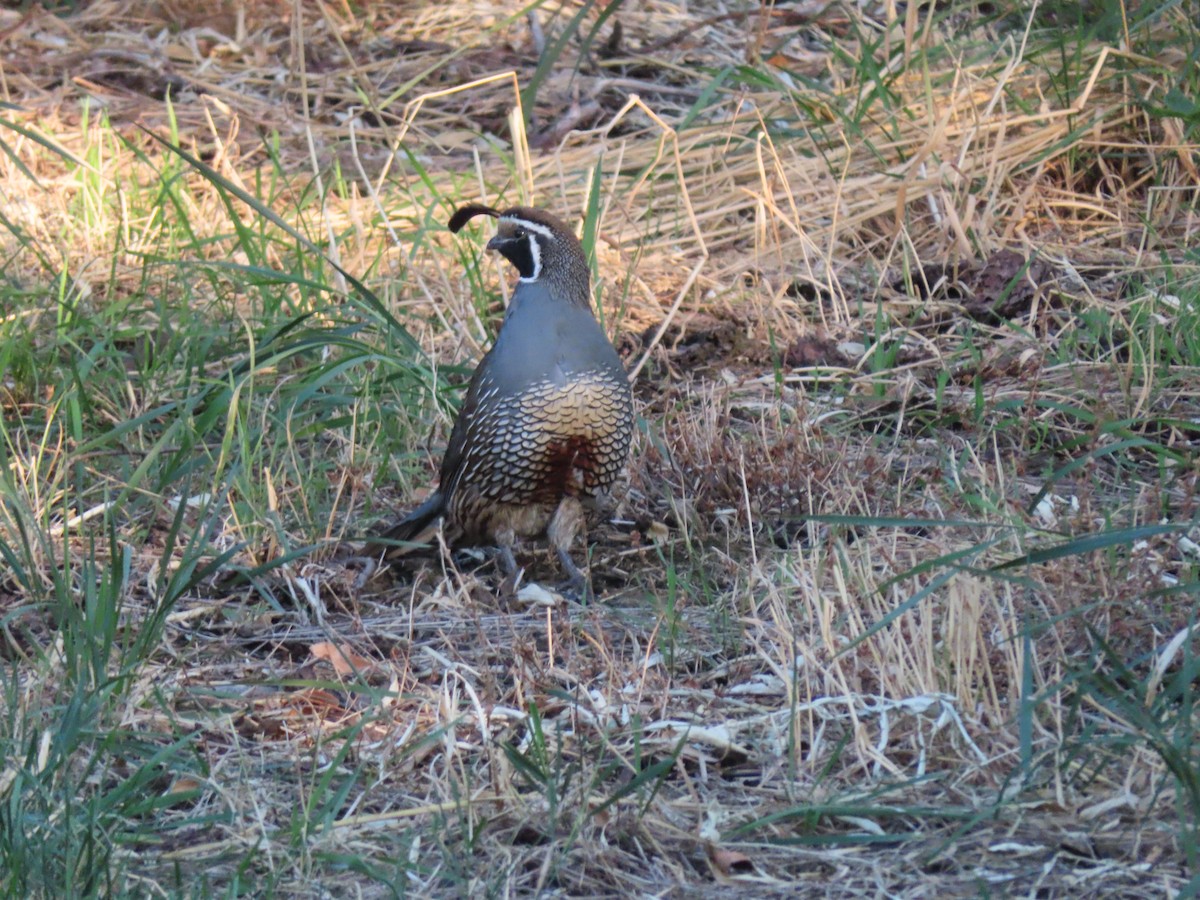 California Quail - ML624012639