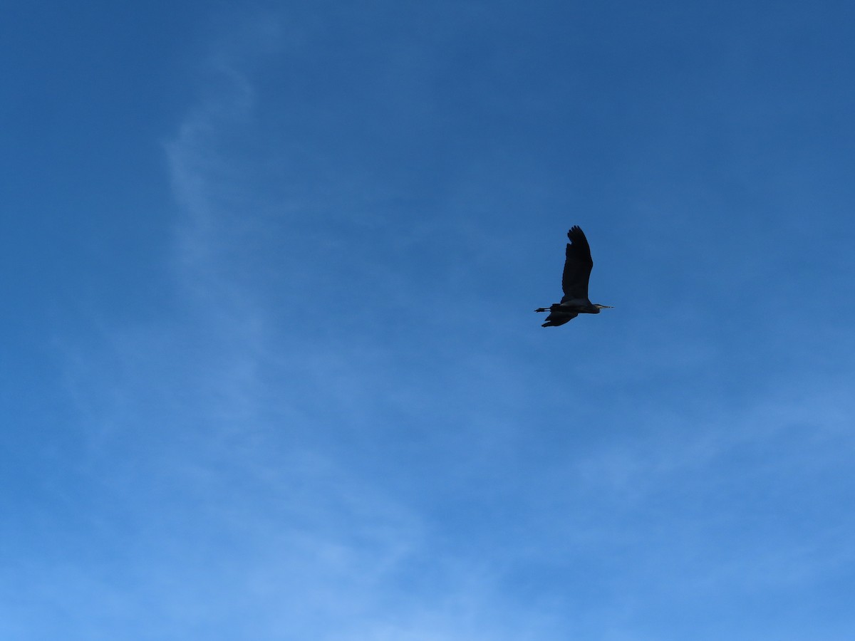 Great Blue Heron - ML624012642