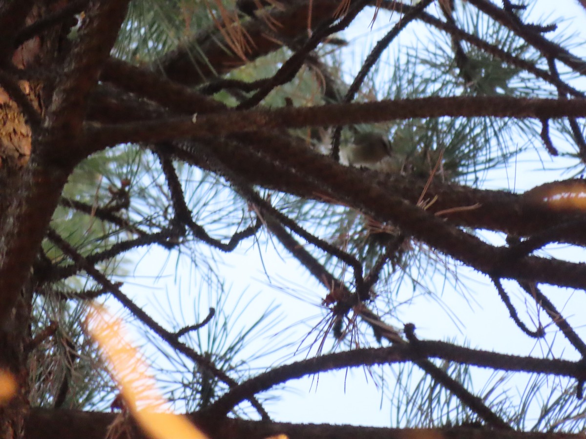 Golden-crowned Kinglet - ML624012650