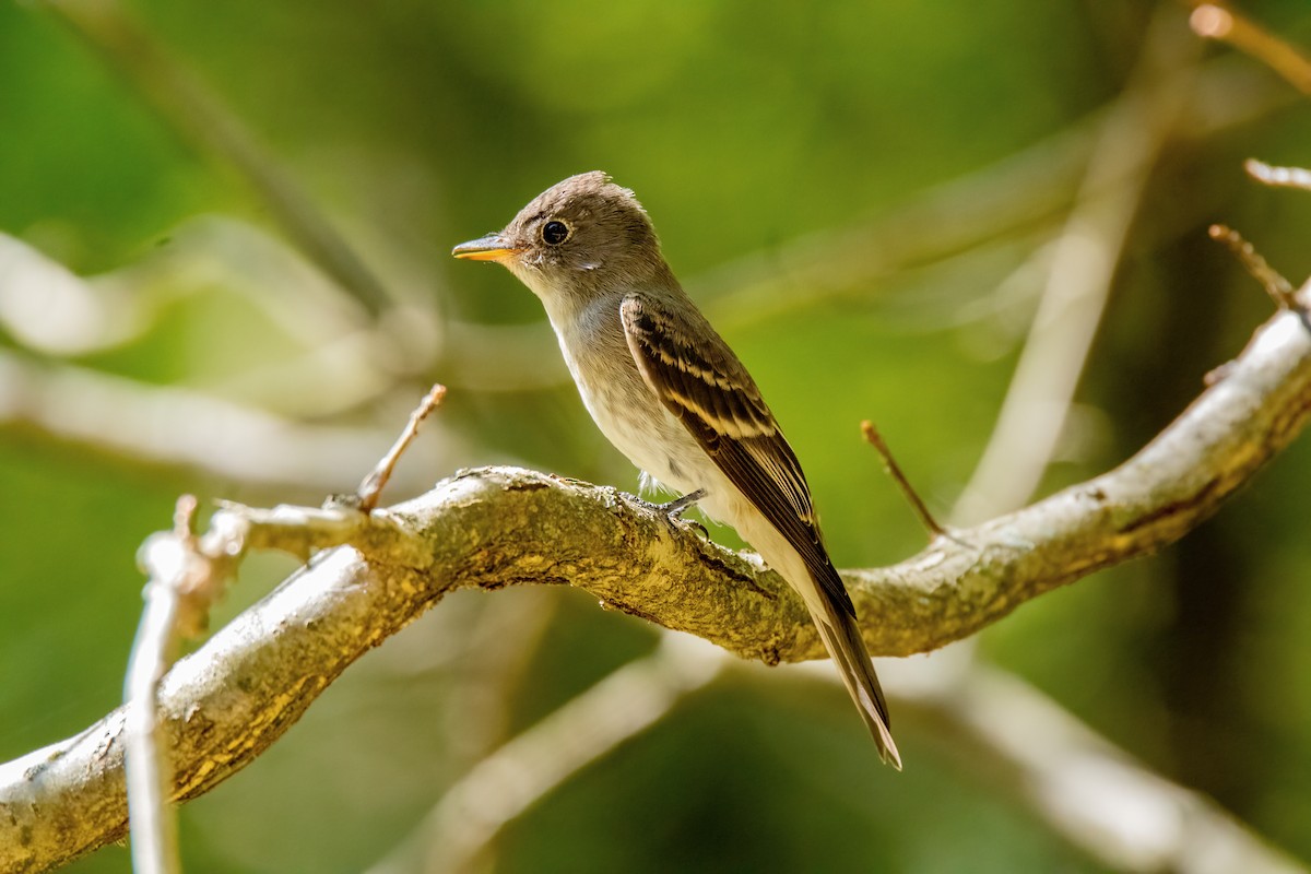 Eastern Wood-Pewee - ML624012655