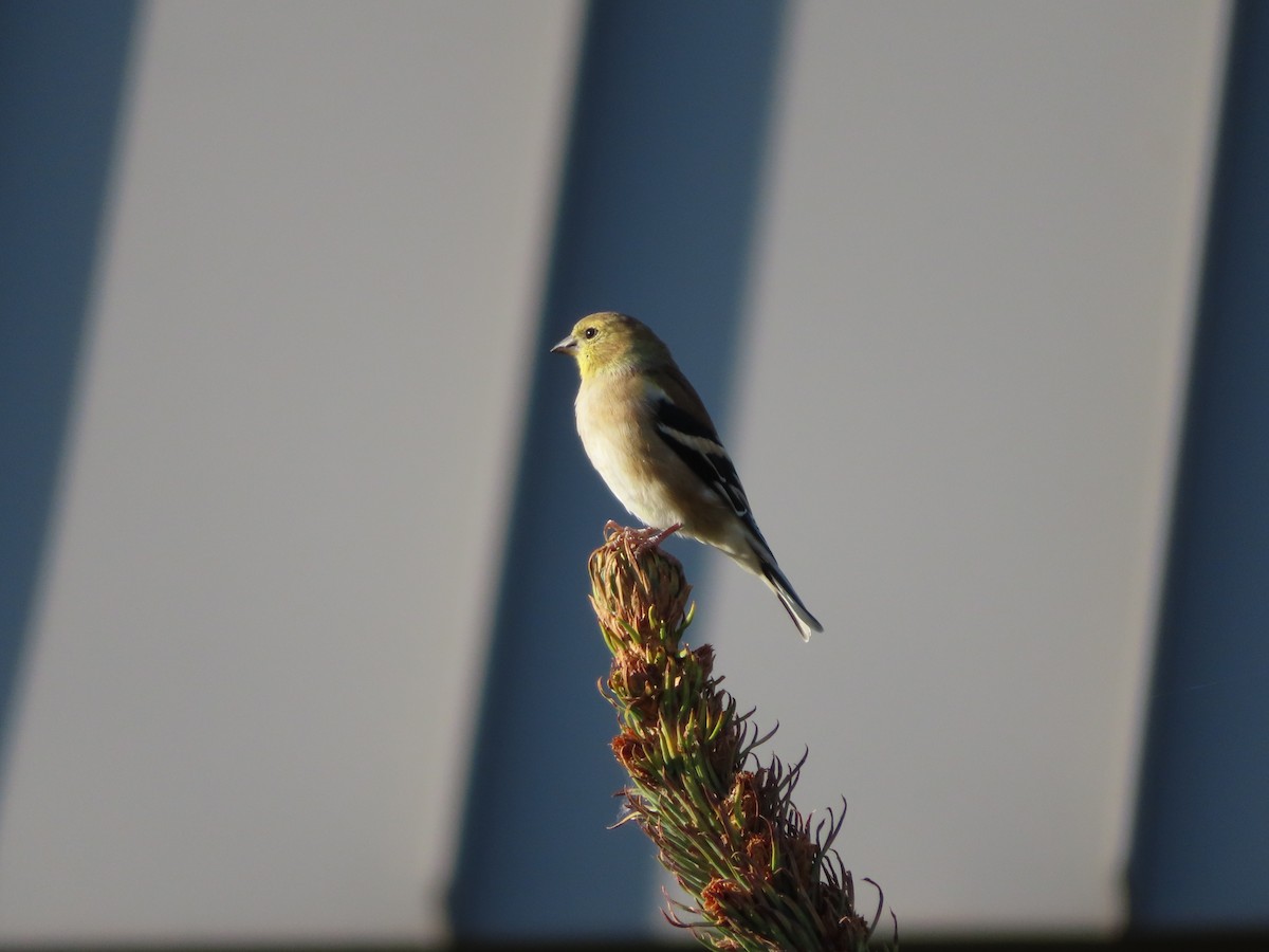 American Goldfinch - ML624012656