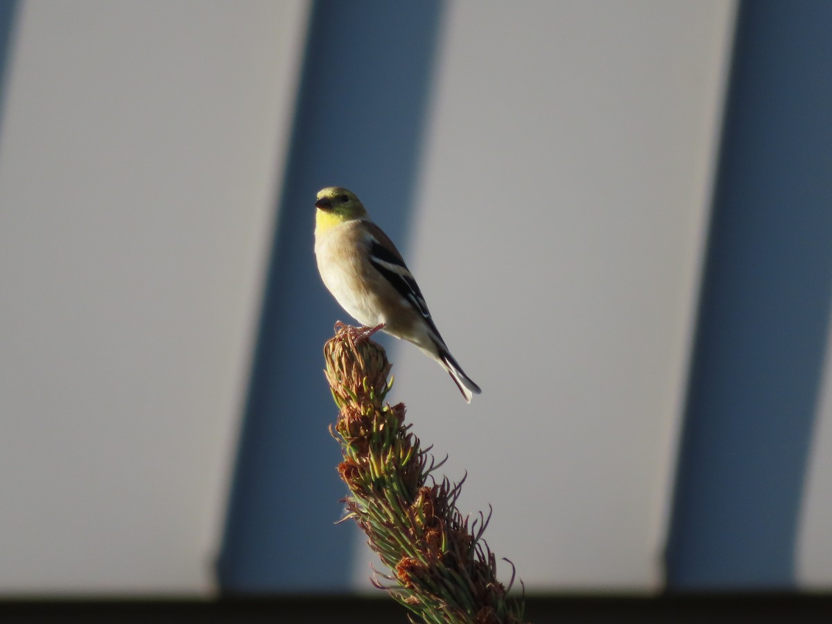 Chardonneret jaune - ML624012657