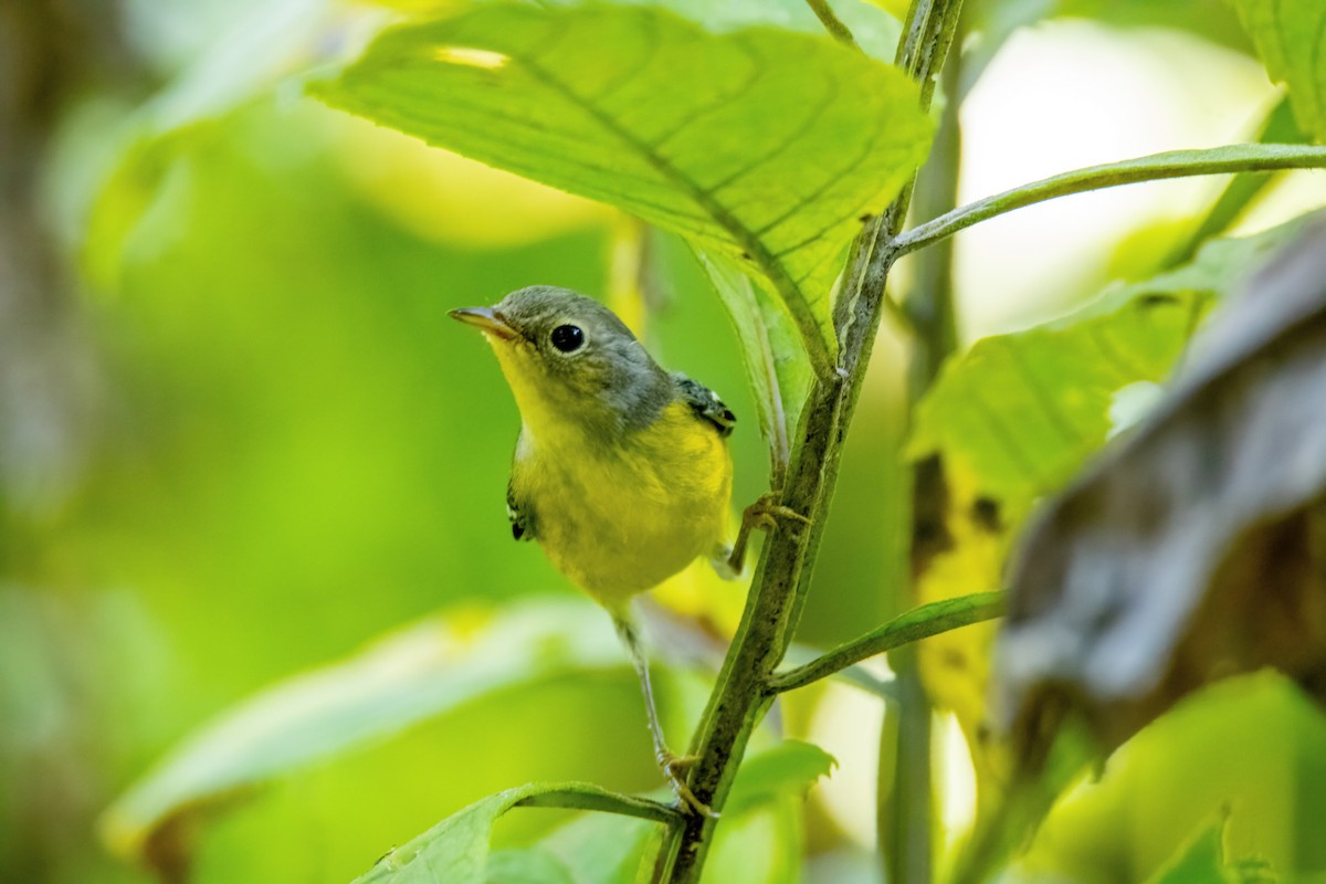 Magnolia Warbler - ML624012663