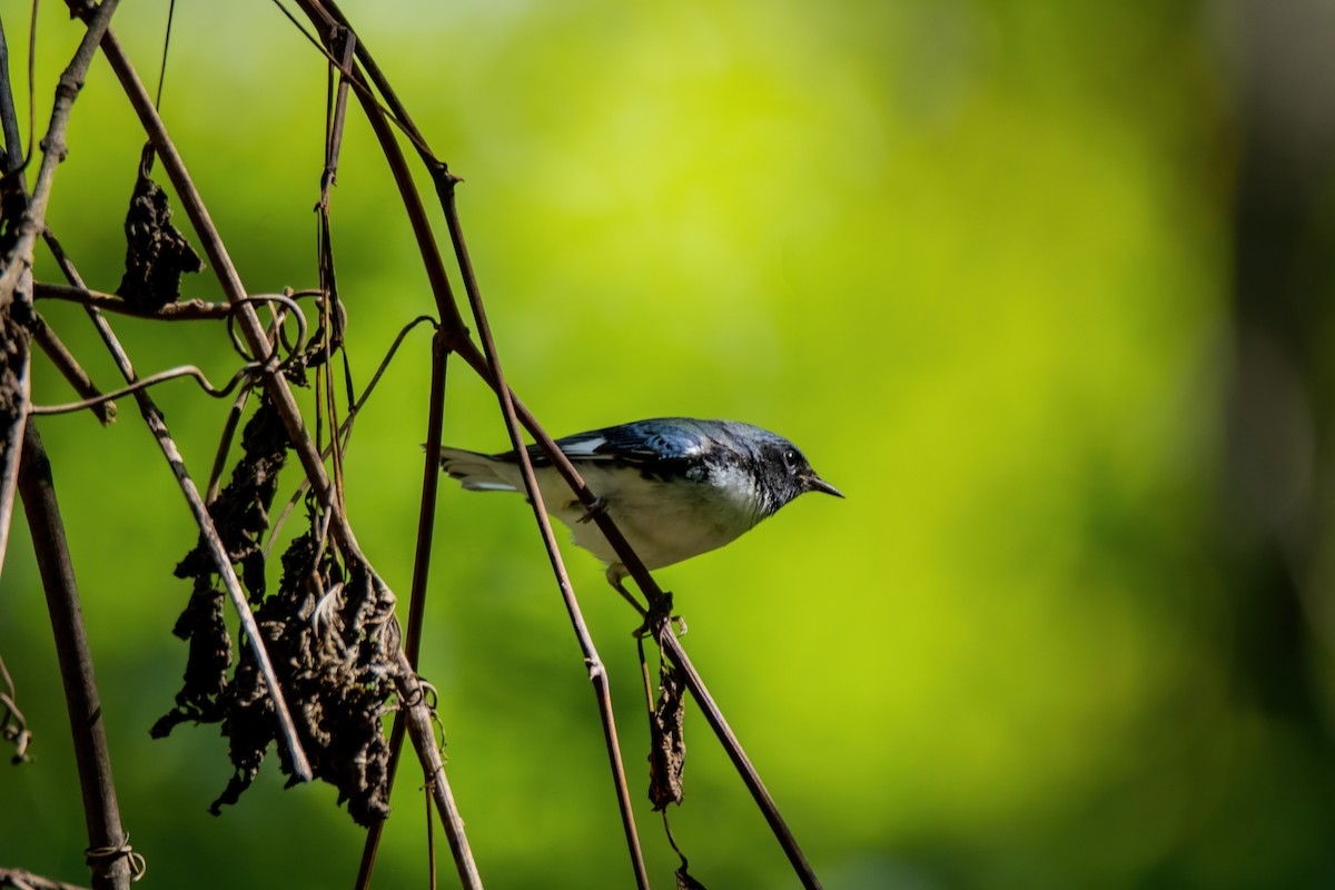 Black-throated Blue Warbler - Tony Gazso