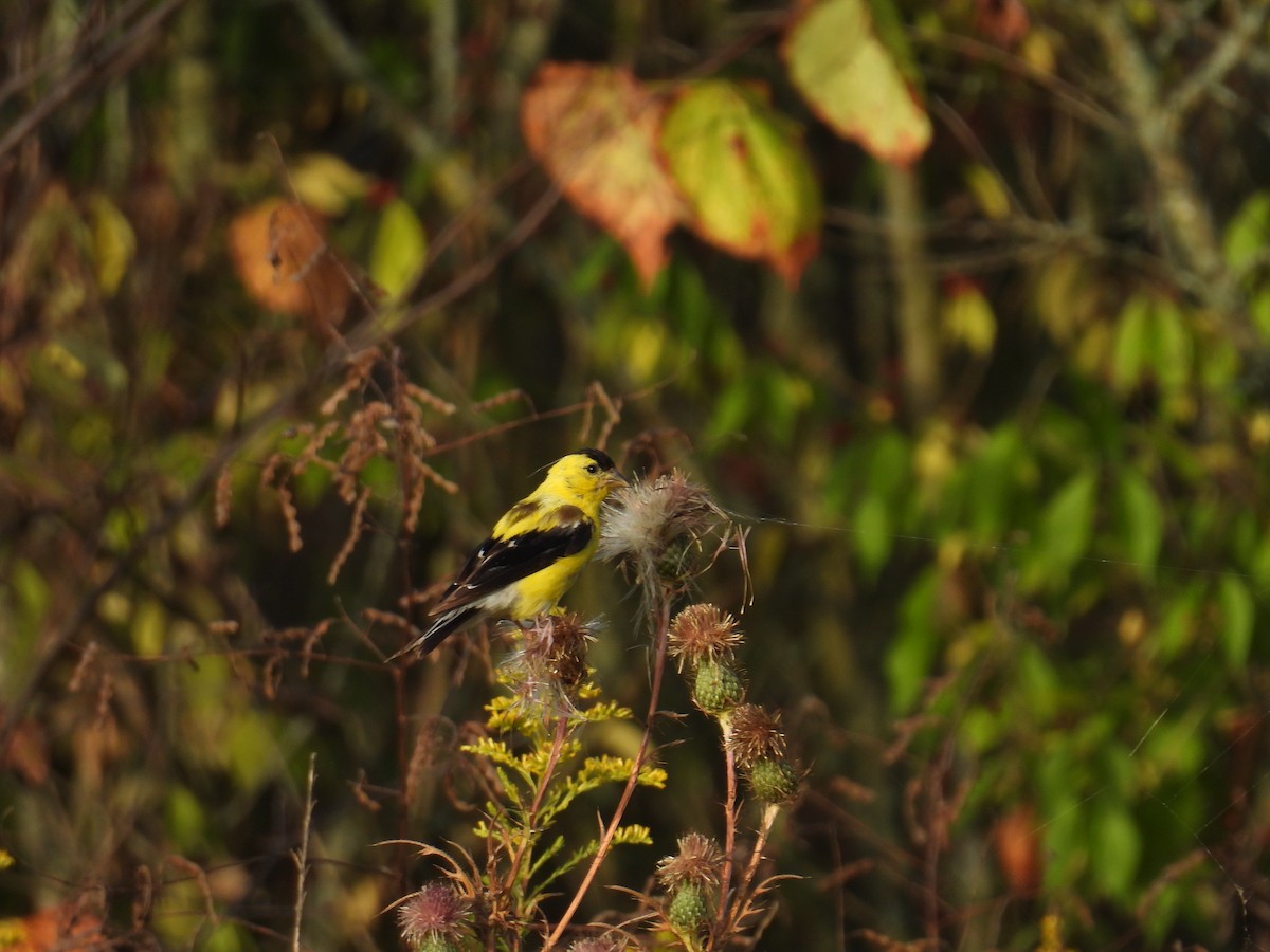 American Goldfinch - Richard Andrews